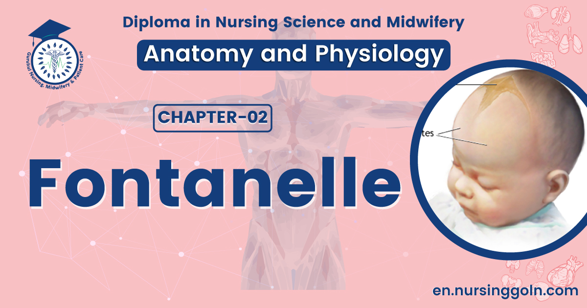 Concept about Fontanelle | CHAPTER 2 | Anatomy and Physiology