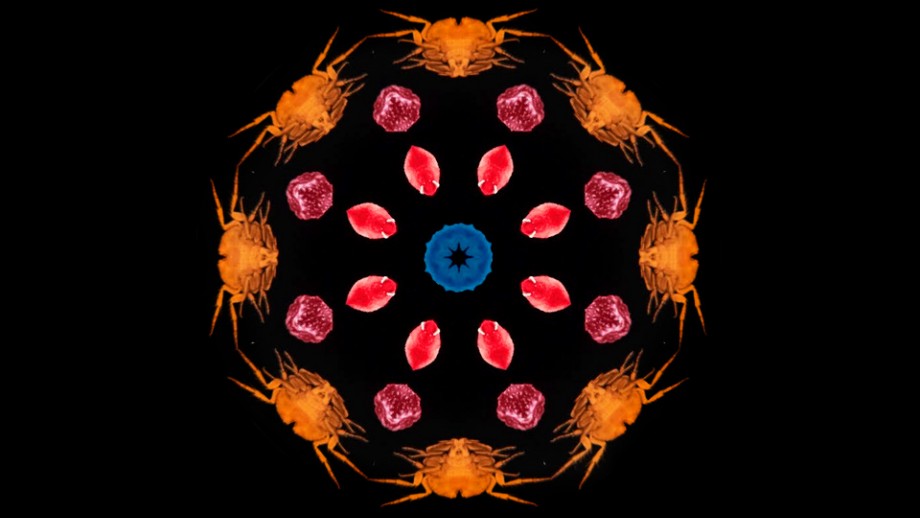 Host Parasite Relationship