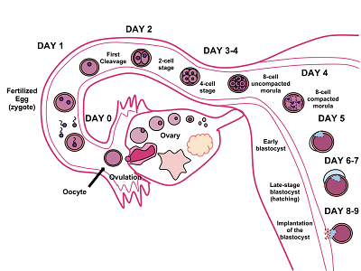 definition of implantation