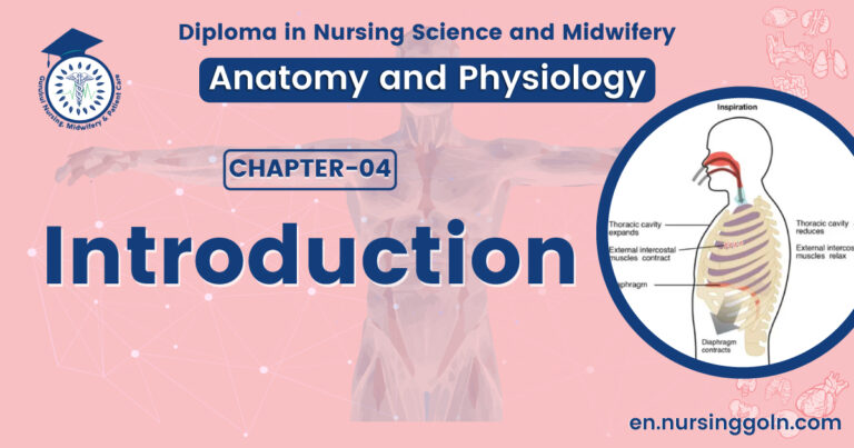 Introduction of respiratory system | CHAPTER 4 | Anatomy and Physiology