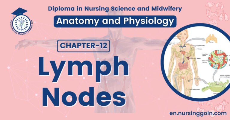 Lymph nodes | CHAPTER 12 | Anatomy and Physiology