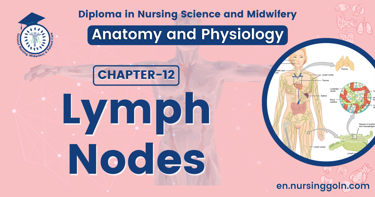 Lymph nodes | CHAPTER 12 | Anatomy and Physiology