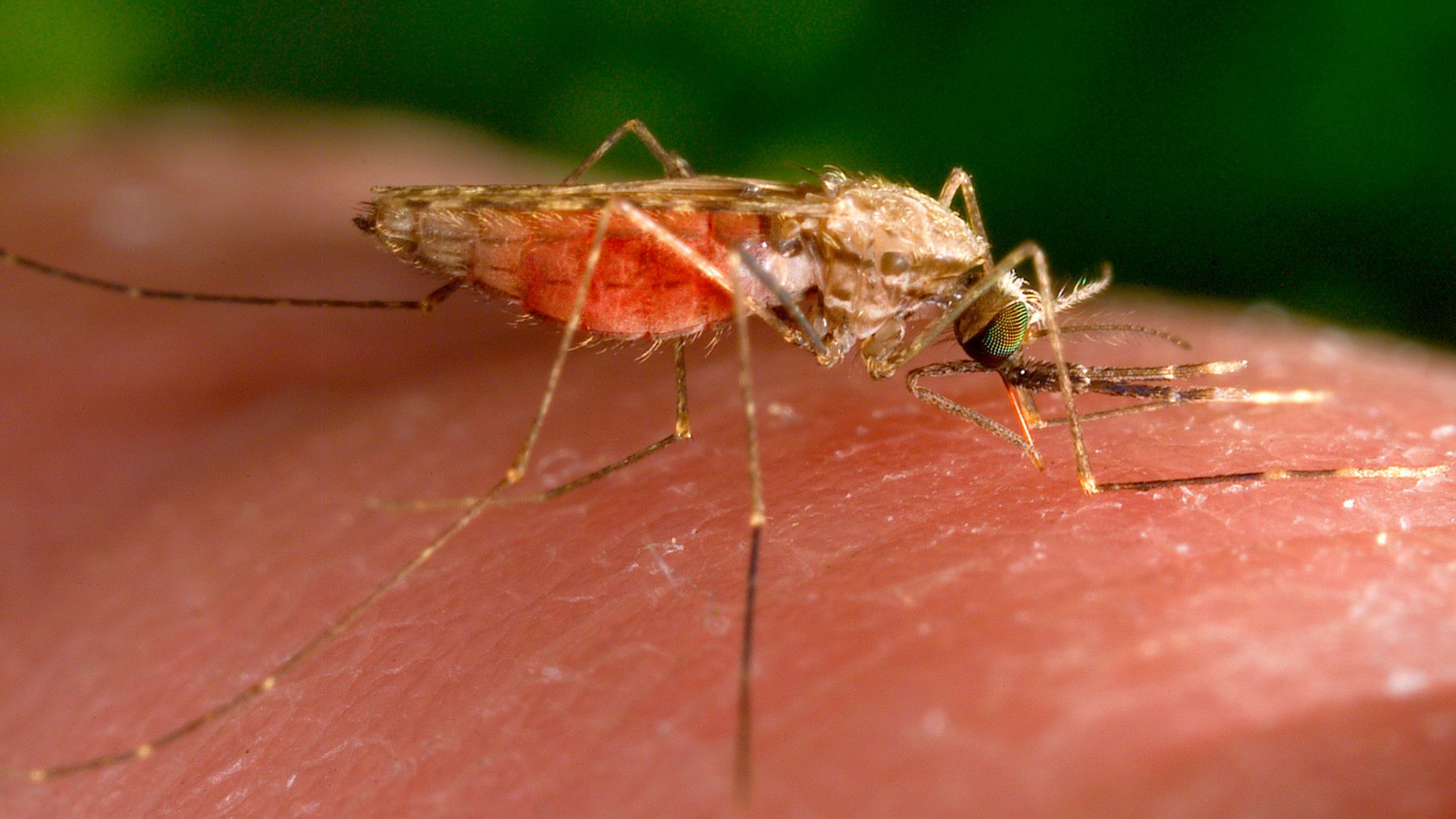 Definition of Malaria। chapter 5। Medical and Surgical Nursing