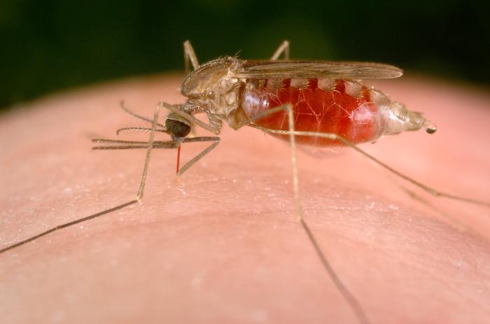 Definition of Malaria। chapter 5। Medical and Surgical Nursing