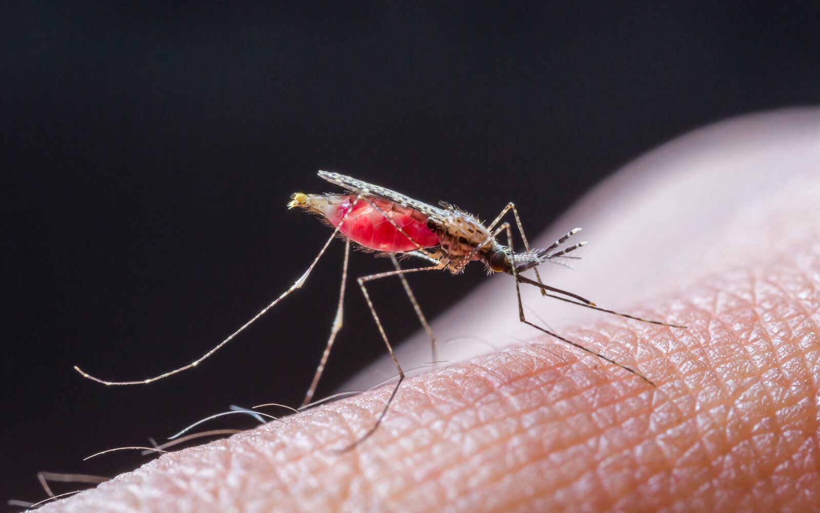 Definition of Malaria। chapter 5। Medical and Surgical Nursing