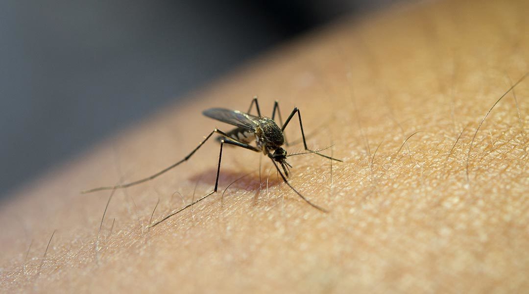 Definition of Malaria। chapter 5। Medical and Surgical Nursing