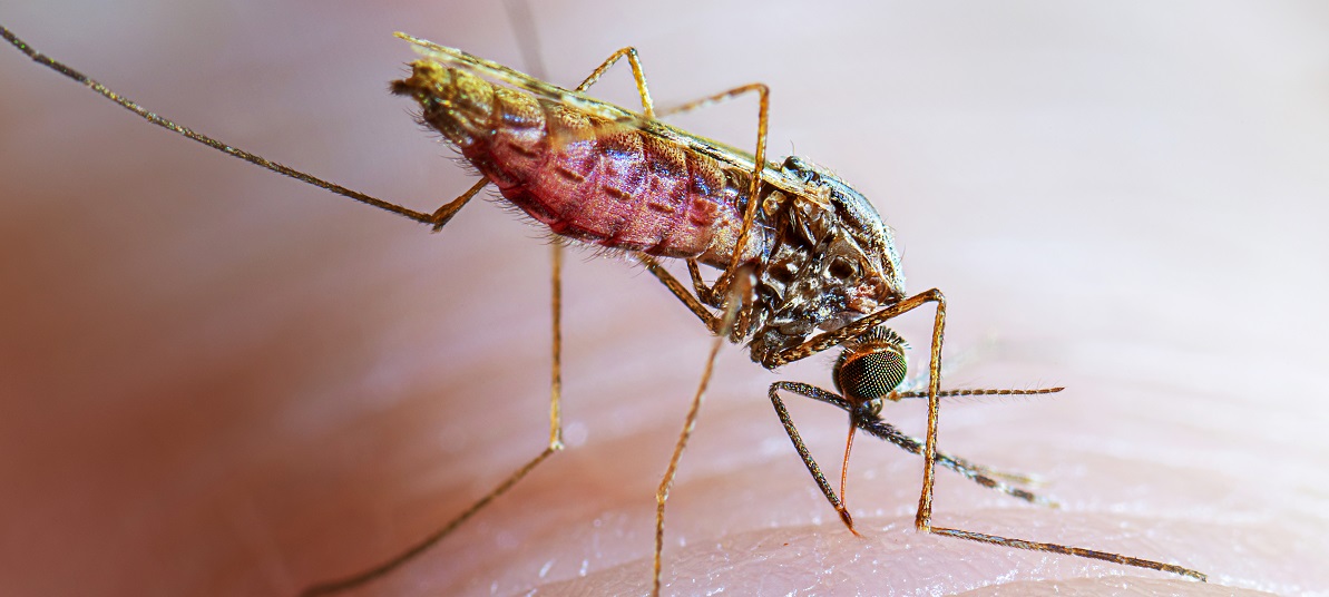 Definition of Malaria। chapter 5। Medical and Surgical Nursing