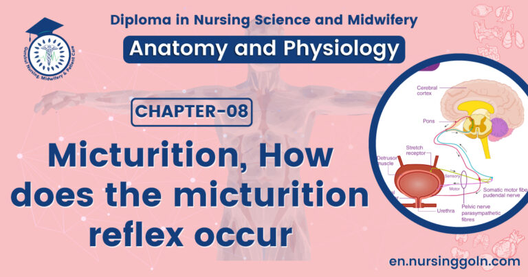 Micturition, How does the micturition reflex occur | CHAPTER 8 | Anatomy and Physiology