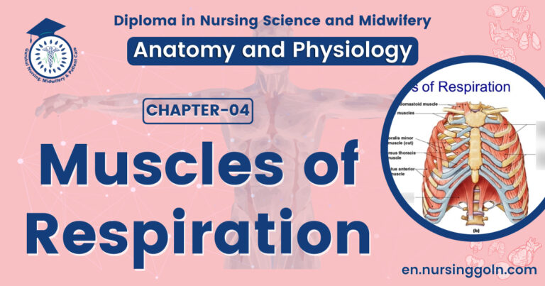 Muscles of respiration | CHAPTER 4 | Anatomy and Physiology