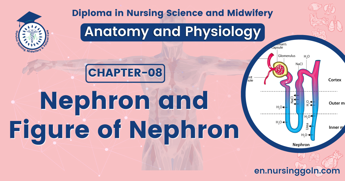 Nephron and figure of Nephron | CHAPTER 8 | Anatomy and Physiology