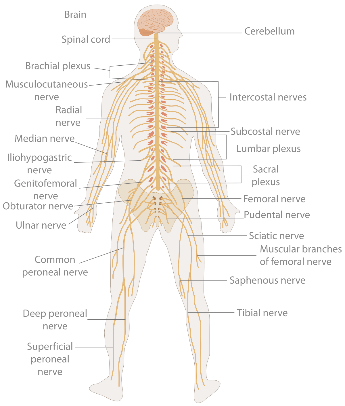 biological bases of behaviors 