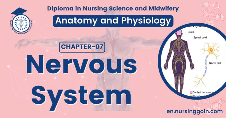 Nervous system | CHAPTER 7 | Anatomy and Physiology