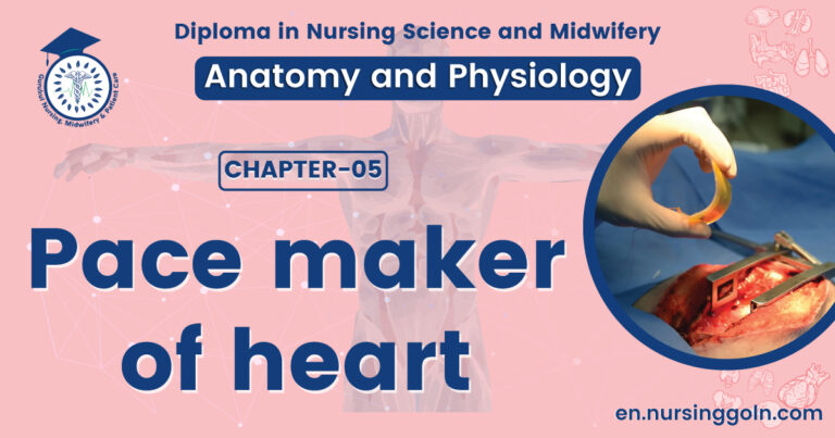 Pace maker of heart | CHAPTER 5 | Anatomy and Physiology
