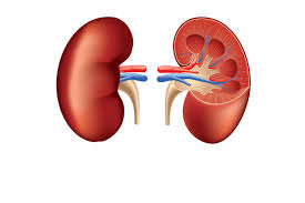 Renal Failure | Chapter 7 | Medical And Surgical Nursing