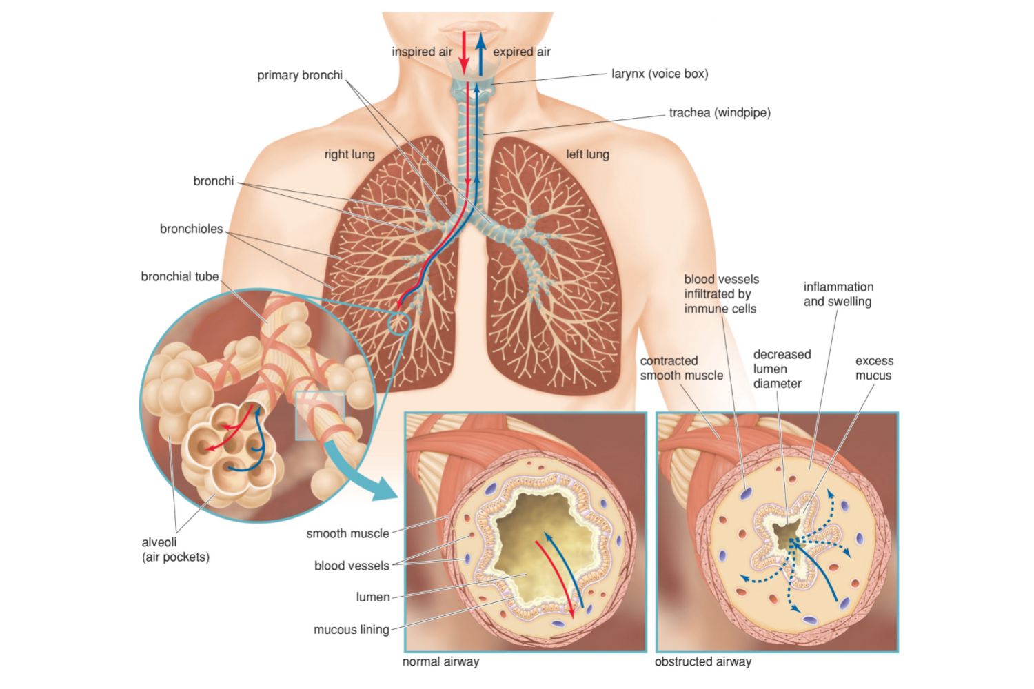 definition of respiration
