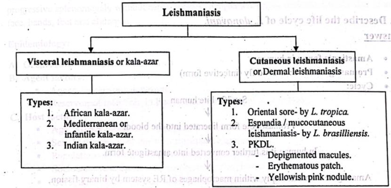 leishmania donovani