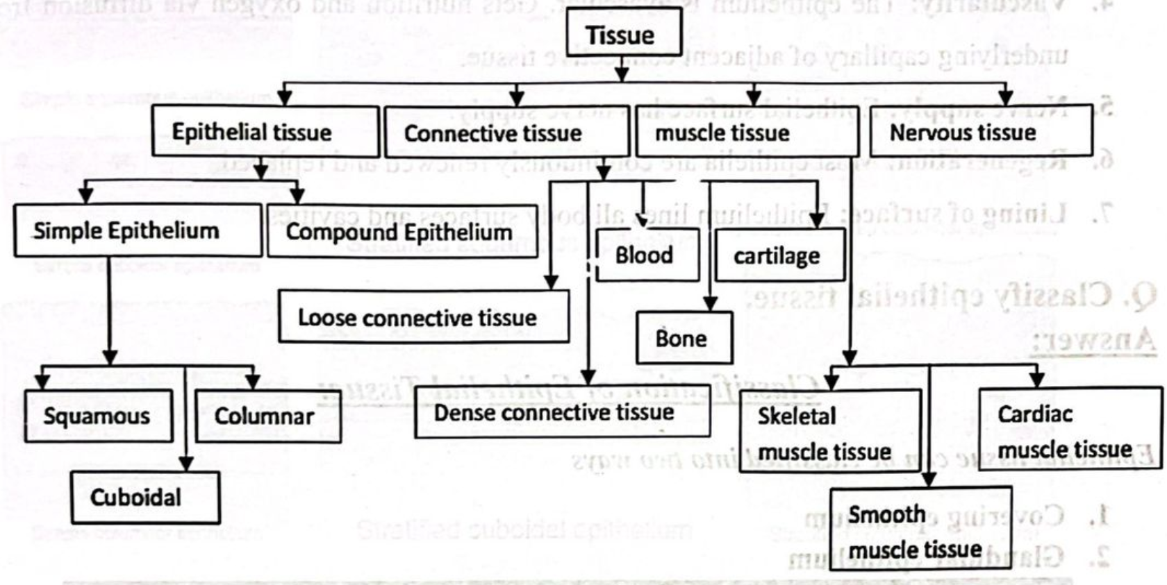 definition of tissue