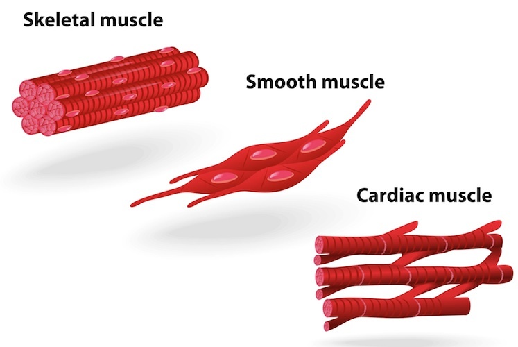 epithelial tissue