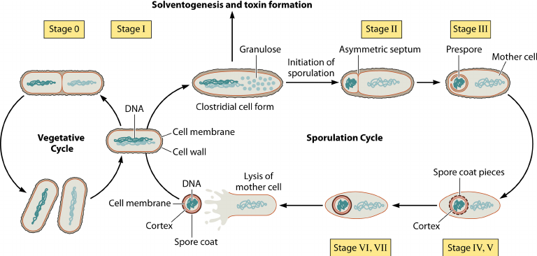 bacterial spore