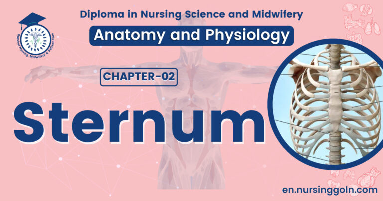 Concept about Sternum | CHAPTER 2 | Anatomy and Physiology