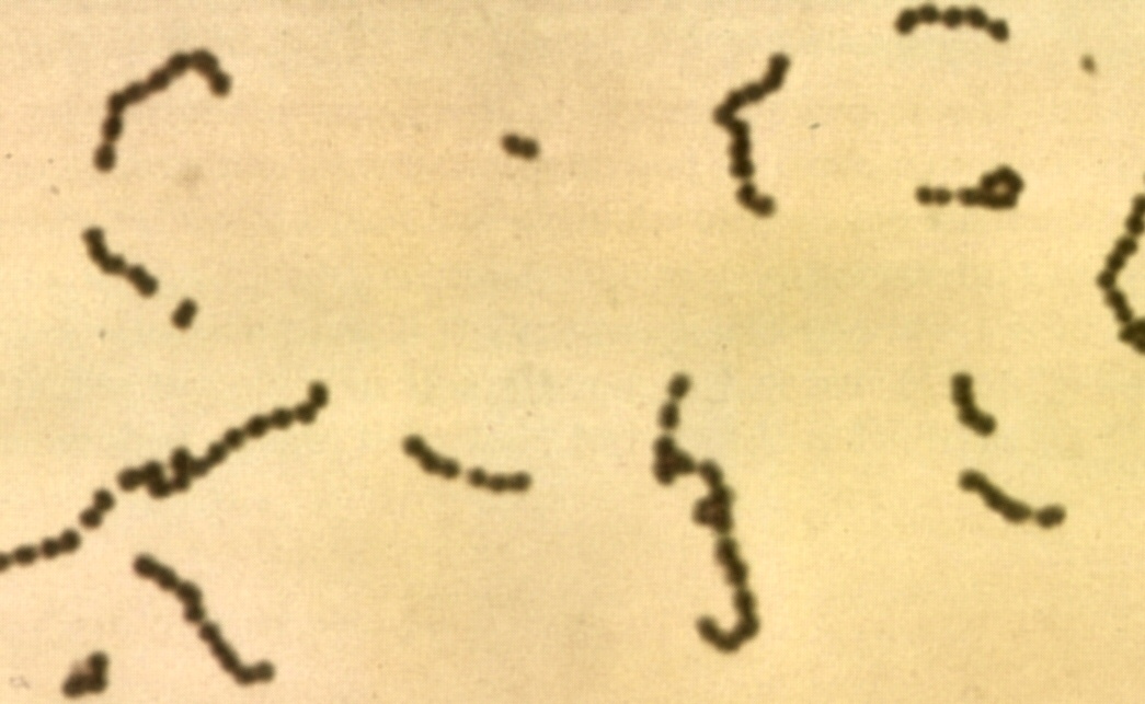 Definition of Streptococci