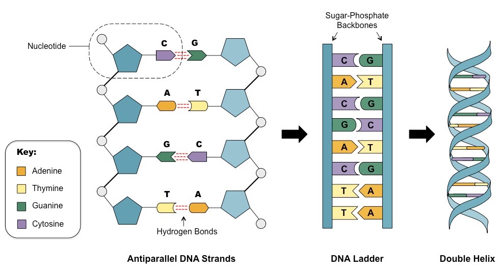 DNA and RNA