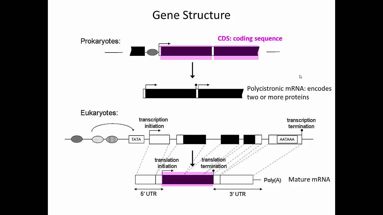 gene and behaviors