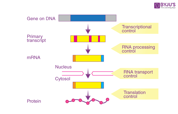 Gene Expression