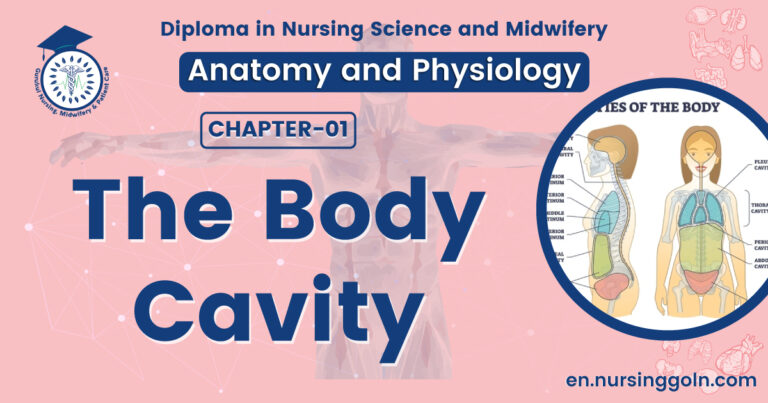 The body cavity | CHAPTER 1 | Anatomy and Physiology