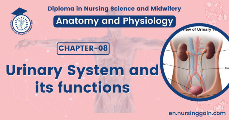 Urinary system and its functions | CHAPTER 8 | Anatomy and Physiology