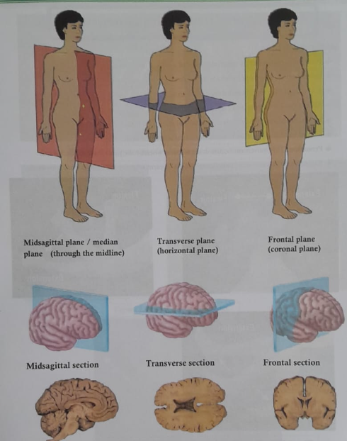 Anatomical planes/section of the body | CHAPTER 1 | Anatomy and Physiology