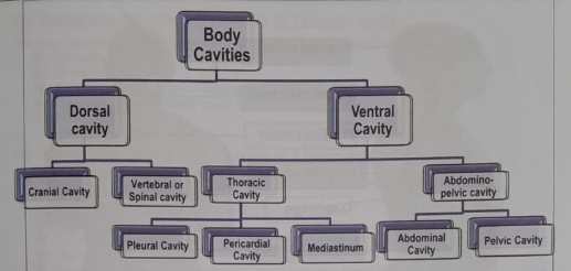 The body cavity | CHAPTER 1 | Anatomy and Physiology