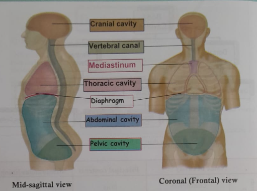 The body cavity | CHAPTER 1 | Anatomy and Physiology