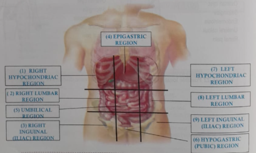 The body cavity | CHAPTER 1 | Anatomy and Physiology