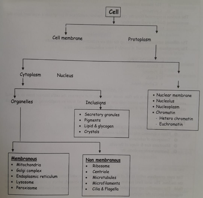 Cell and the structure of cell | CHAPTER 1 | Anatomy and physiology