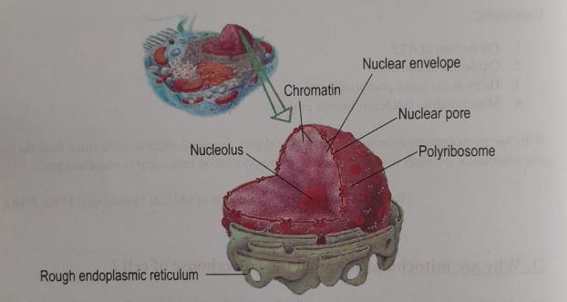 Cell and the structure of cell | CHAPTER 1 | Anatomy and physiology