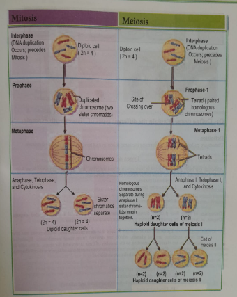 Mitosis and Meiosis cell division | CHAPTER 1 | Anatomy and physiology
