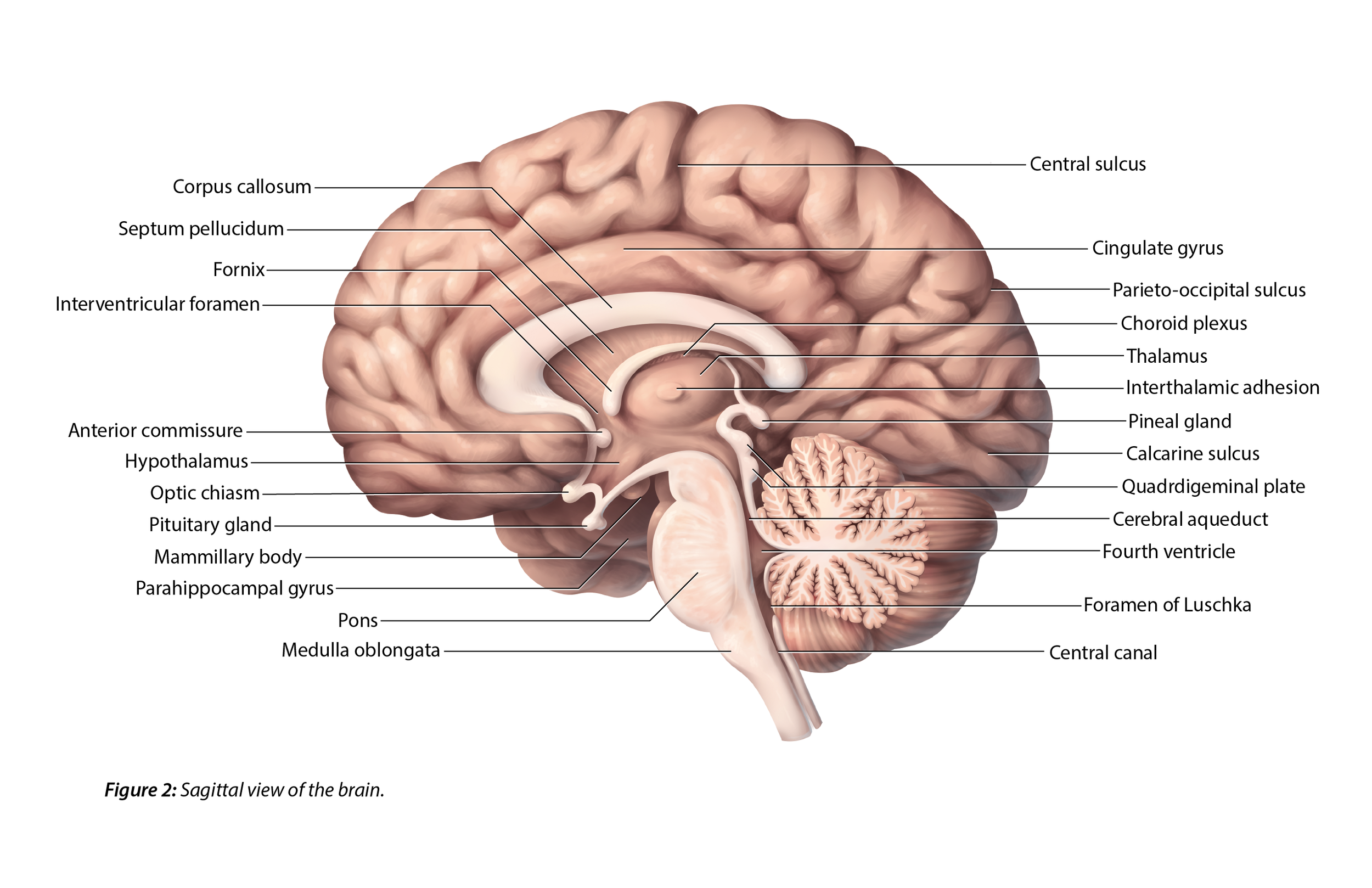 the brain and behaviors