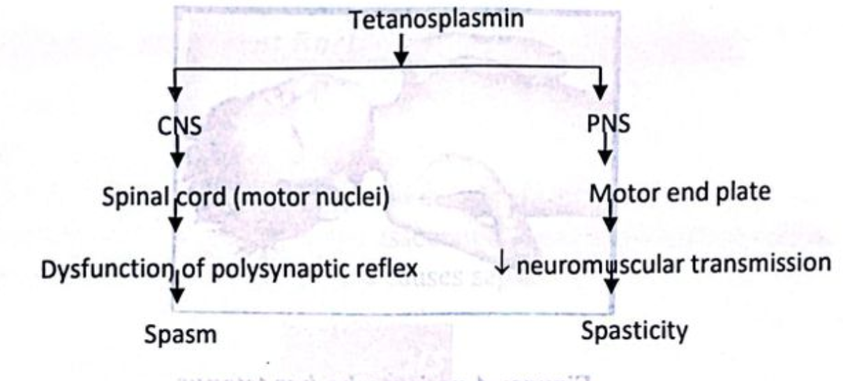 all about tetanus 