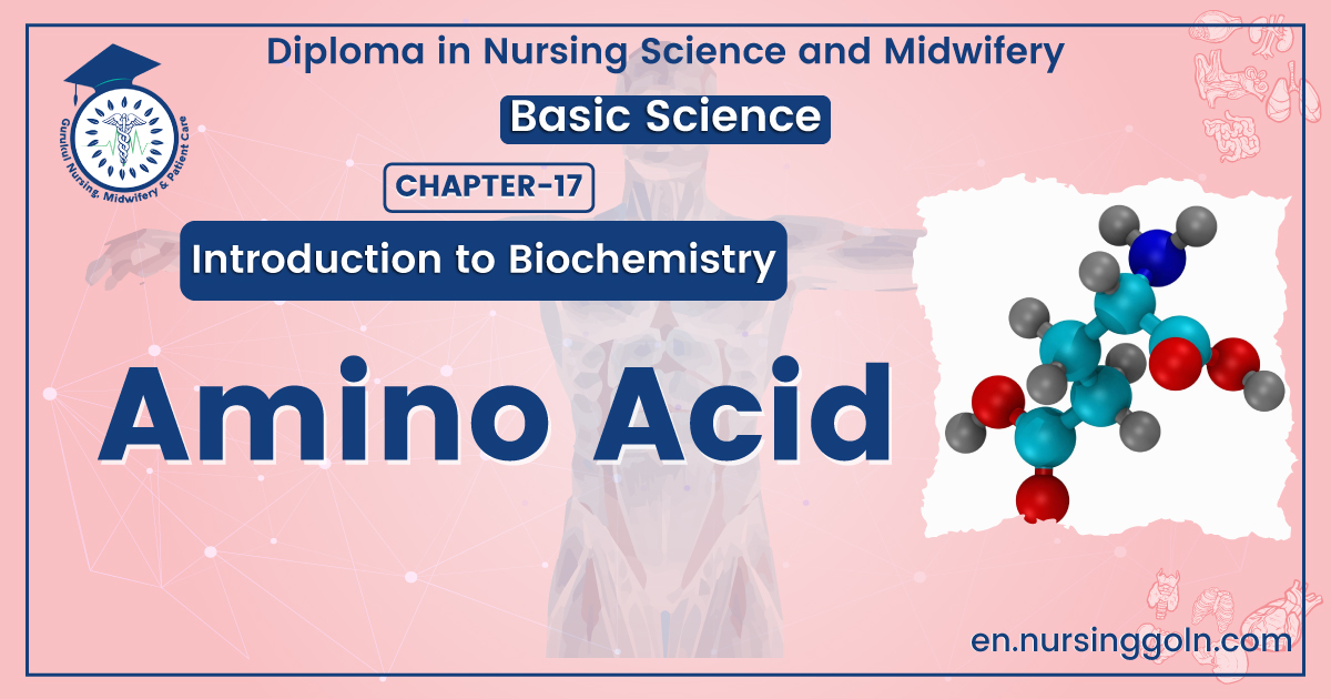 Amino Acid
