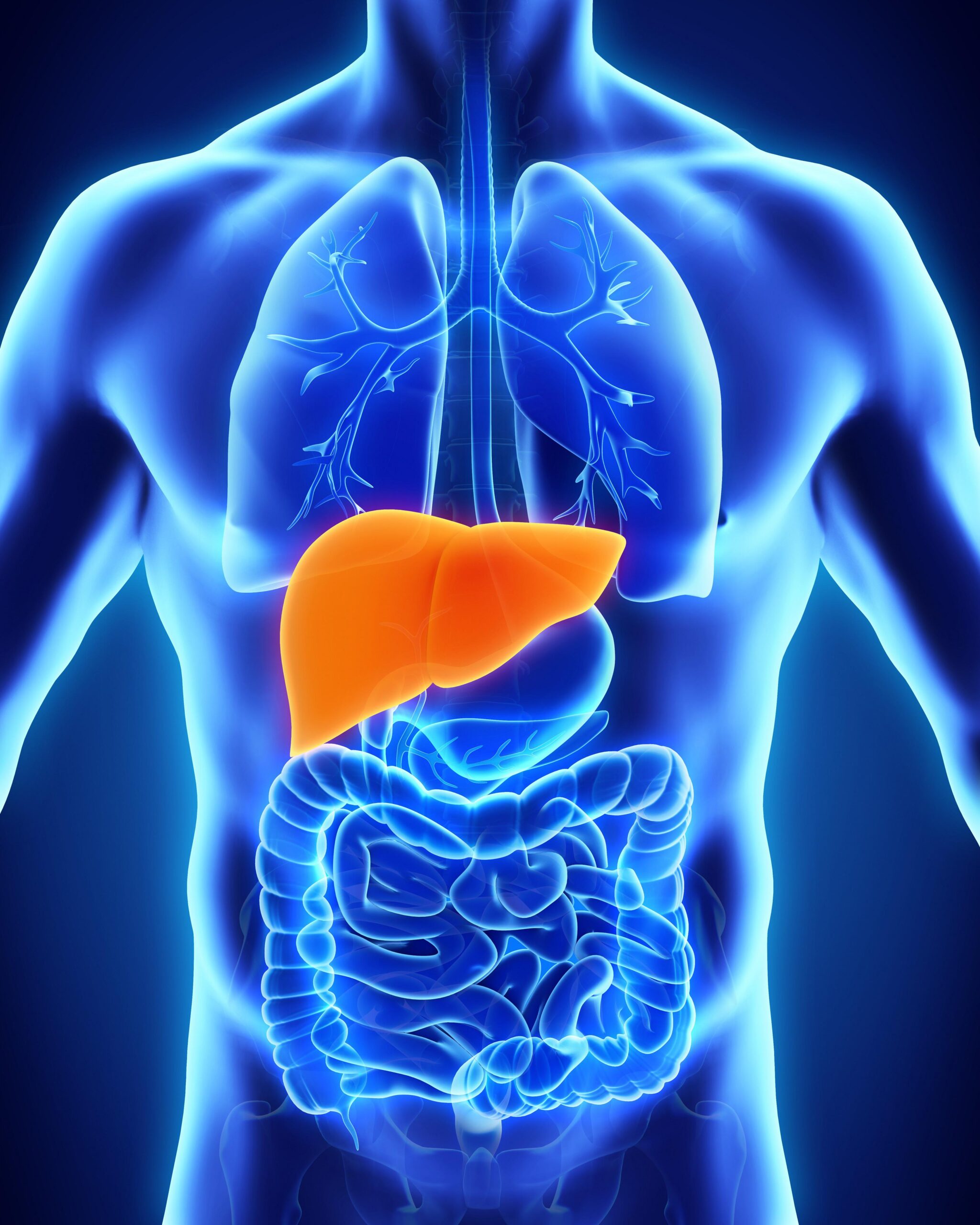 Liver, pancreas and gallbladder | CHAPTER 3 | Anatomy and Physiology
