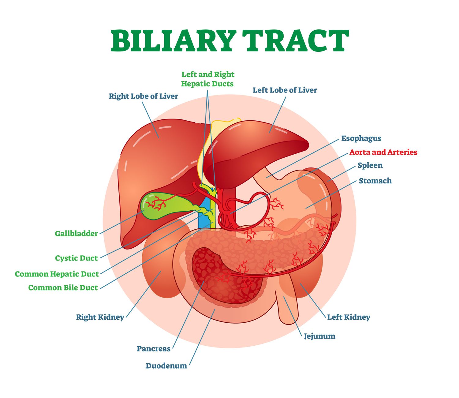 The biliary tract | CHAPTER 3 | Anatomy and Physiology