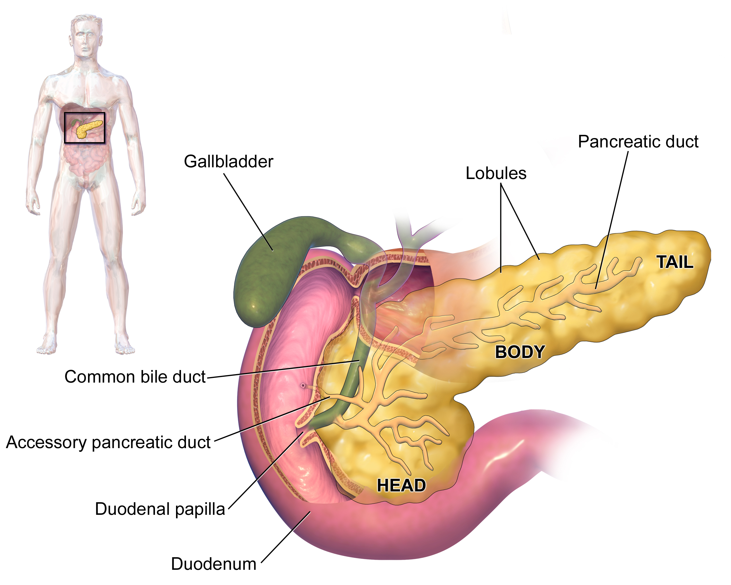 Concept about Pancreas | CHAPTER 3 | Anatomy and Physiology