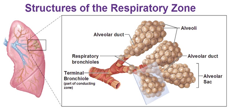 Conducting and respiratory zones of respiratory system | CHAPTER 4 | Anatomy and Physiology