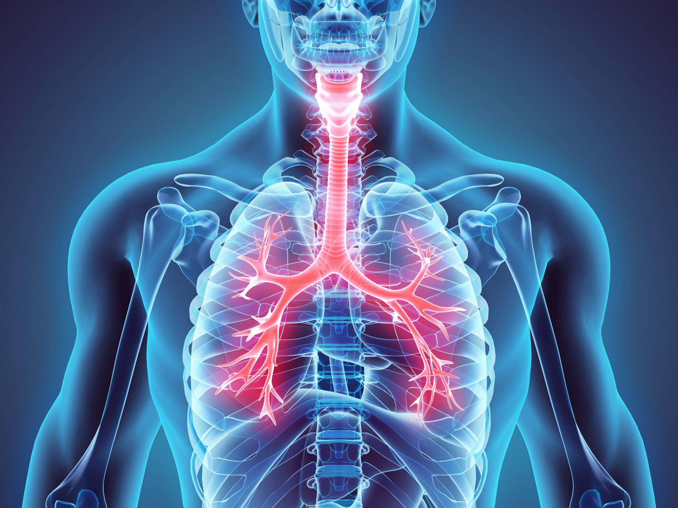 Concept about Trachea | CHAPTER 4 | Anatomy and Physiology