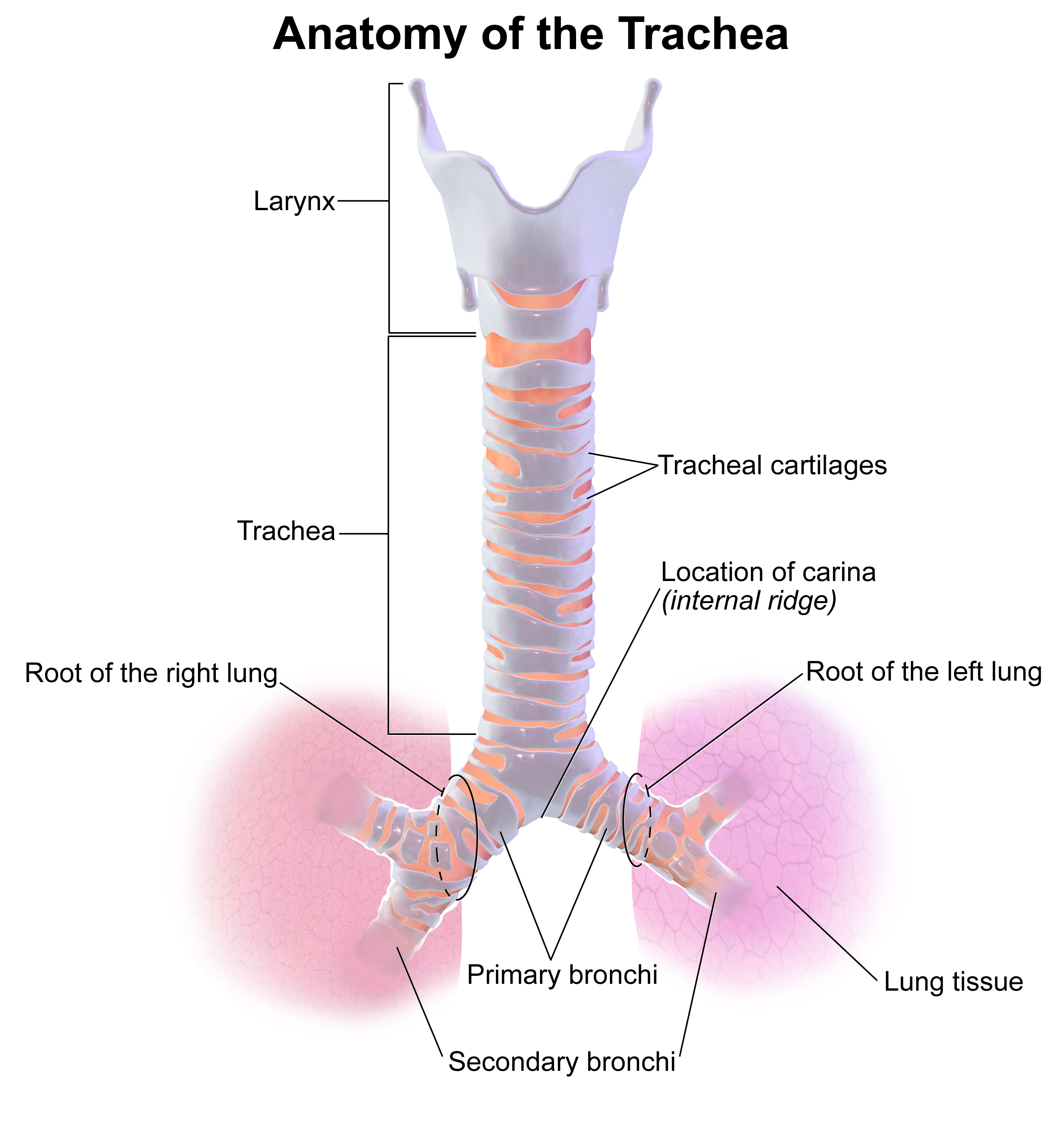 Concept about Trachea | CHAPTER 4 | Anatomy and Physiology