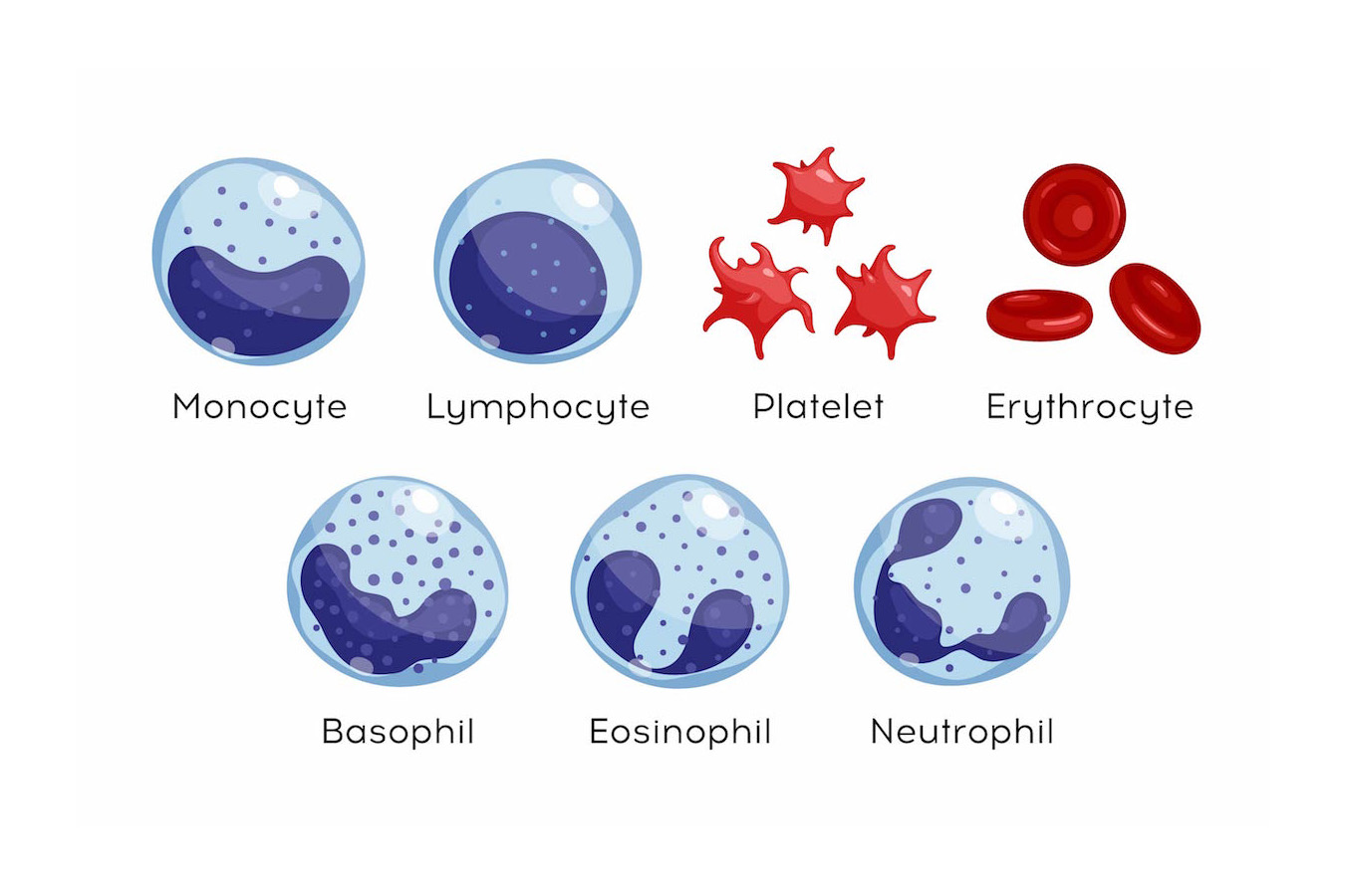 Formed Elements of the Blood | CHAPTER 5 | Anatomy and Physiology