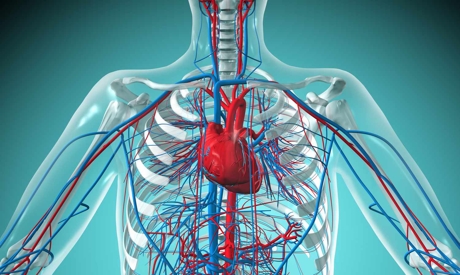 Cardiovascular system & function of CVS | CHAPTER 5 | Anatomy and Physiology