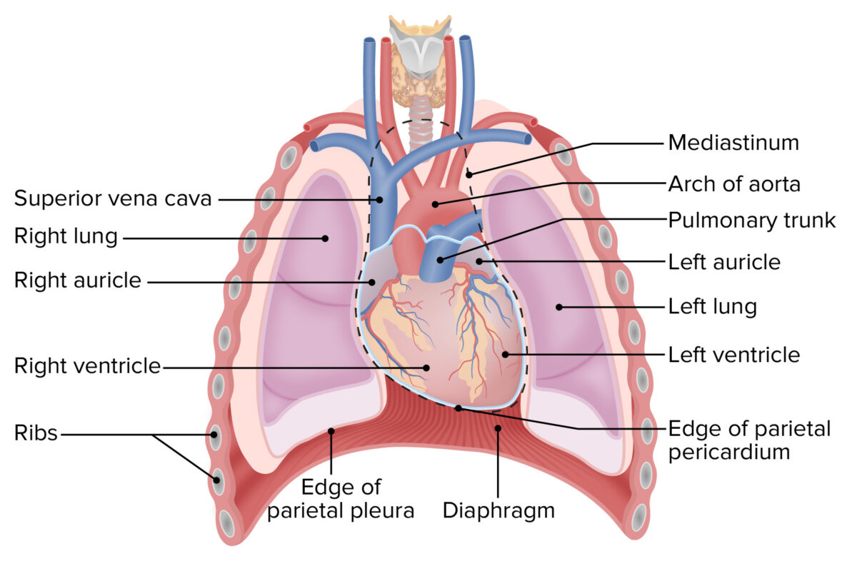 Heart, chambers and the valves of the heart | CHAPTER 5 | Anatomy and Physiology