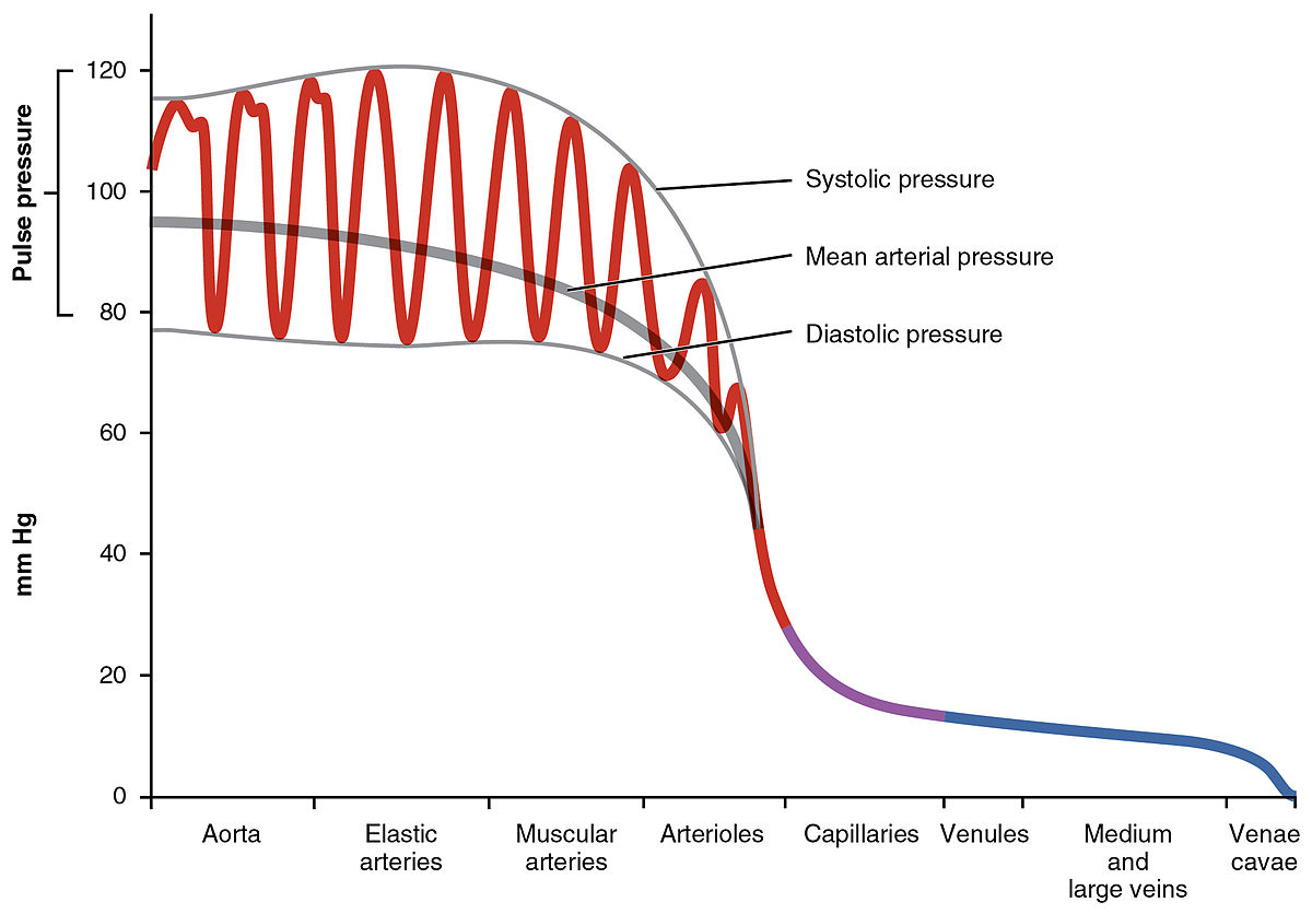 Concept about Blood pressure | CHAPTER 5 | Anatomy and Physiology
